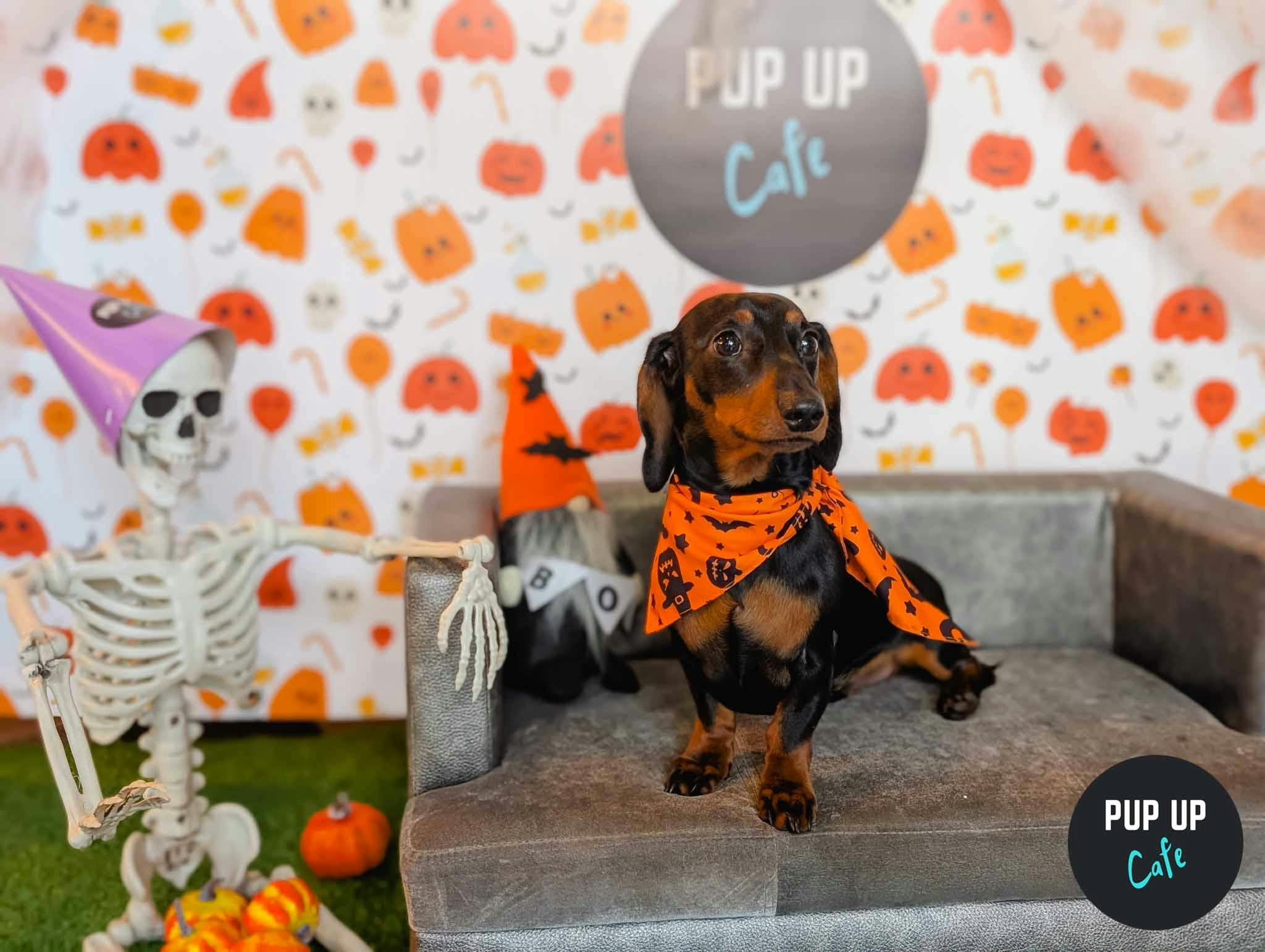 Halloween Pup Up Cafe in Sheffield: 10 spooky events for all ages