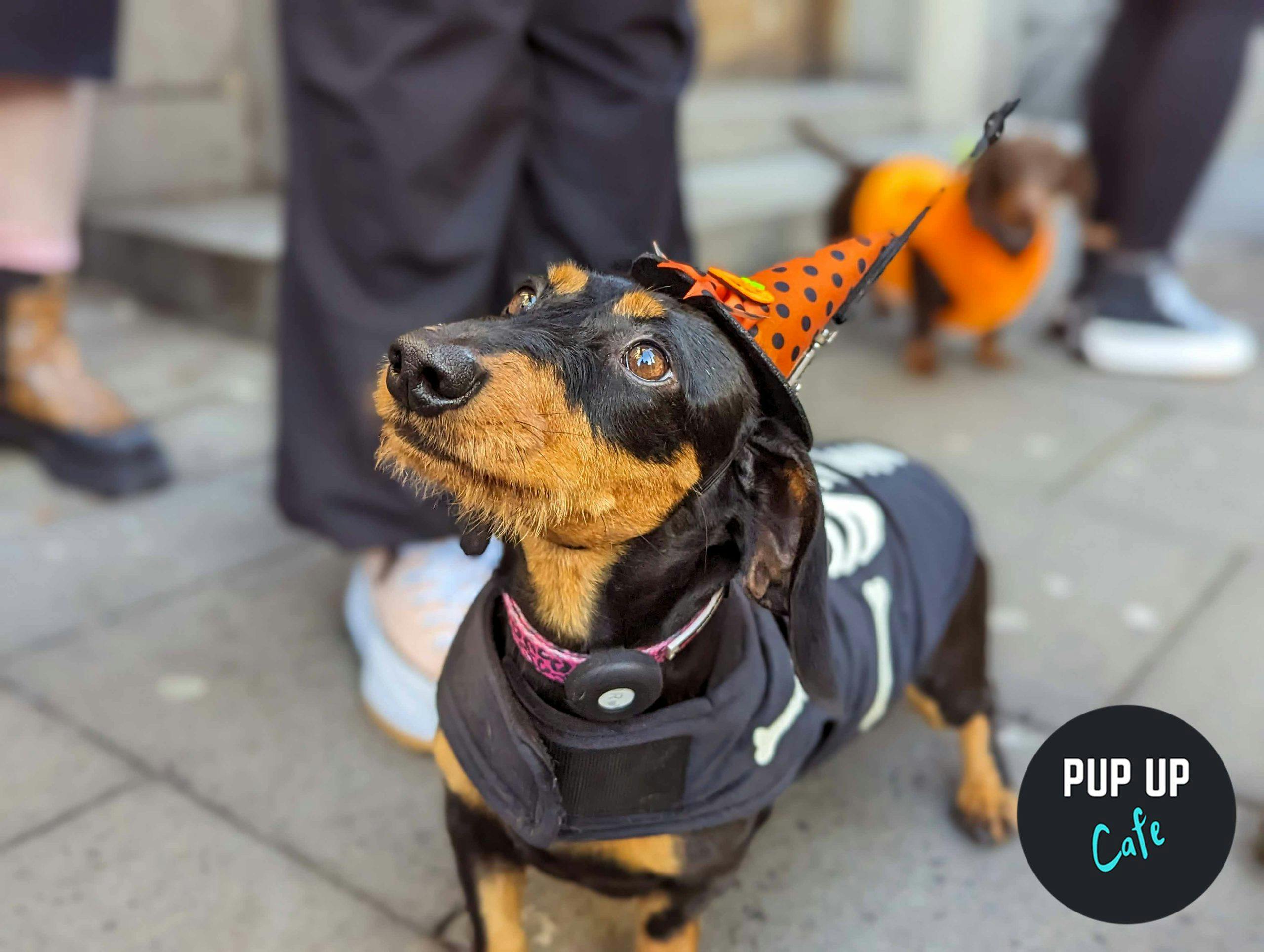 Hundreds of sausage dogs come to Head Of Steam this Halloween for the Pup Up Cafe!