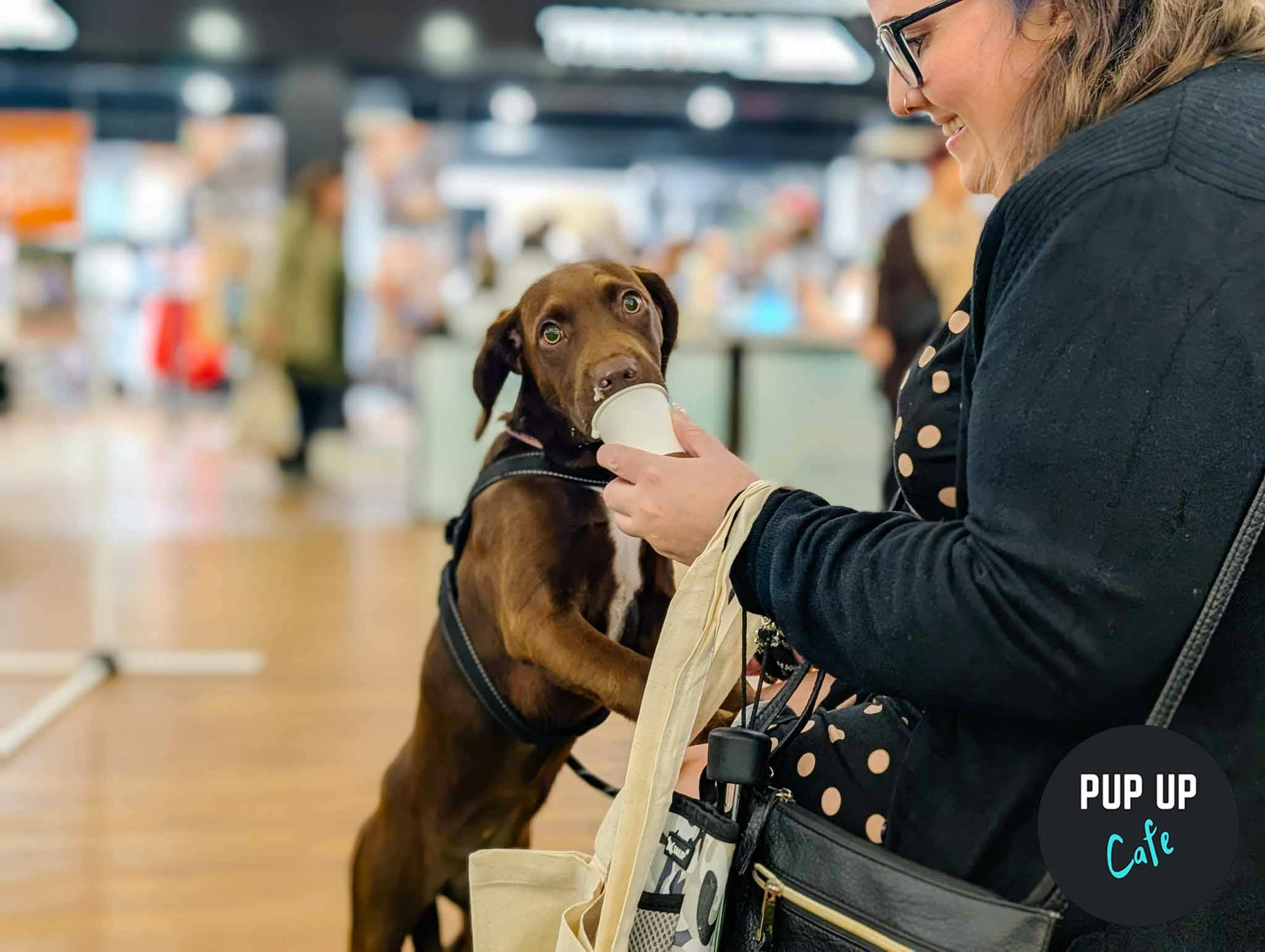 The Harvey Centre’s first-ever ‘Pup Up Café’ draws over 200 dogs