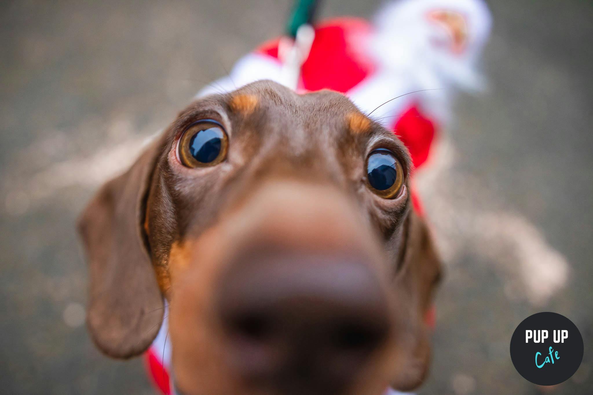 Hundreds of sausage dogs expected at the cutest Christmas event in Cardiff