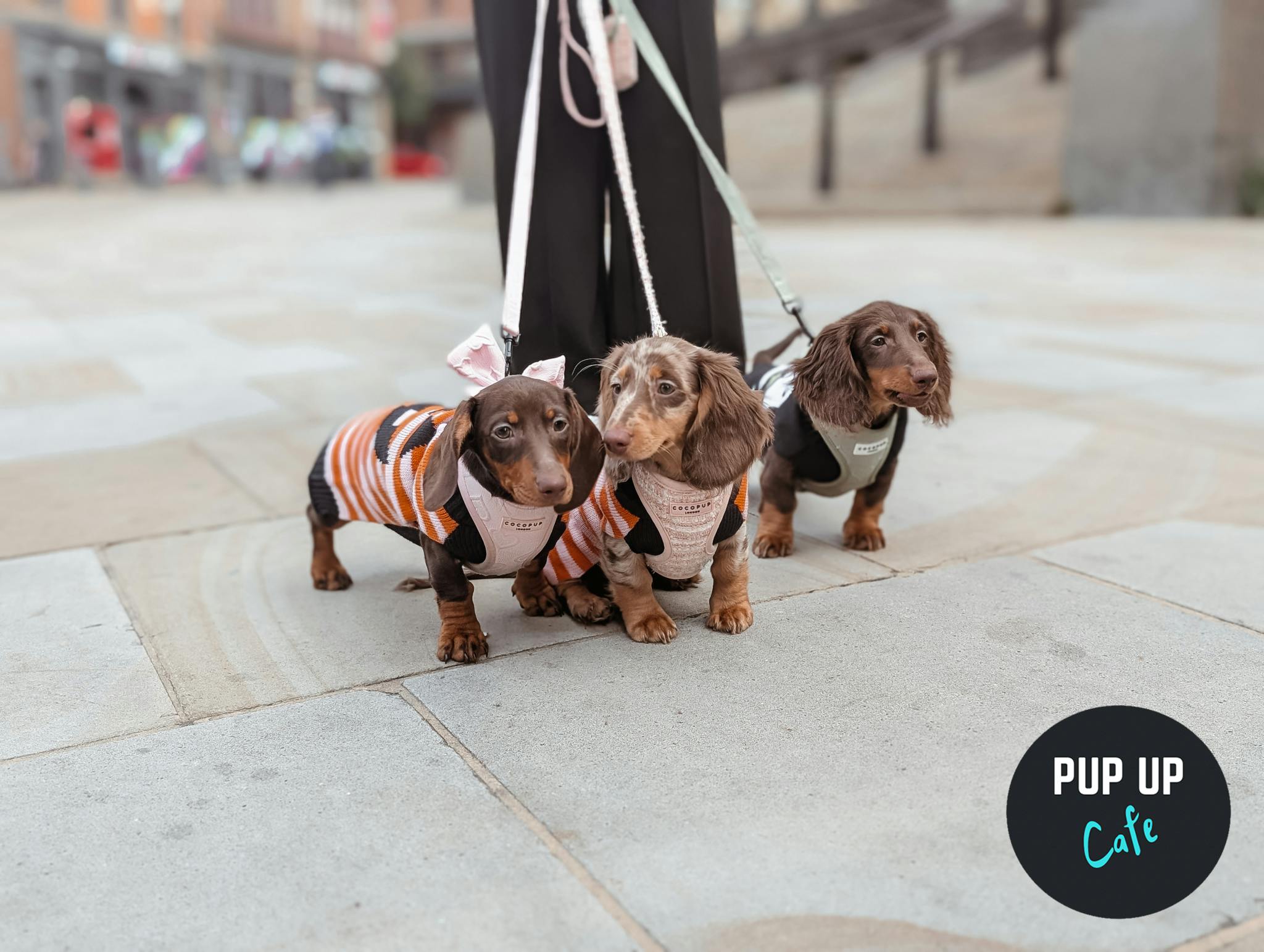 Halloween Leeds Pup Up Cafe Covered by LeedsTV
