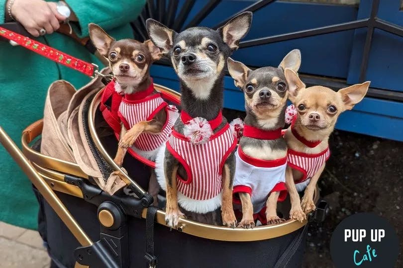 Plymouth to be taken over by the Pup Up Cafe Christmas Tour!