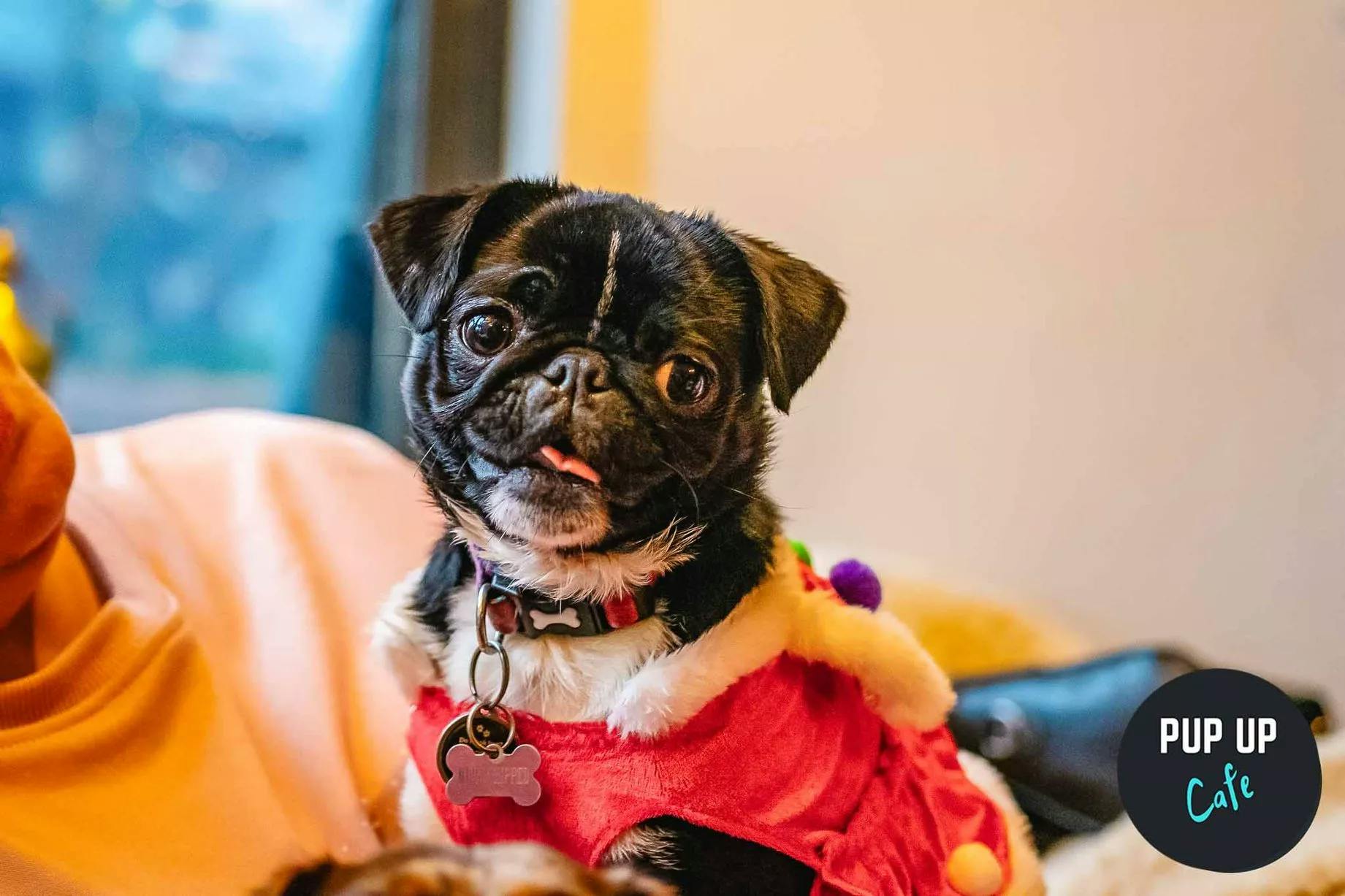 Hundreds of dogs in cute Christmas jumpers at Pup Up Cafe in Nottingham