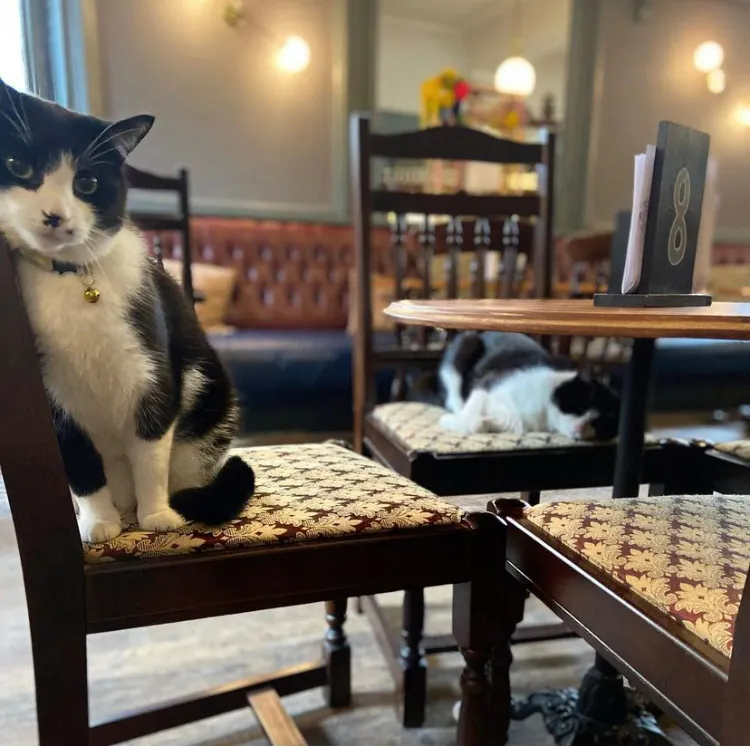 Charlie the Kings Arms Pub Cat