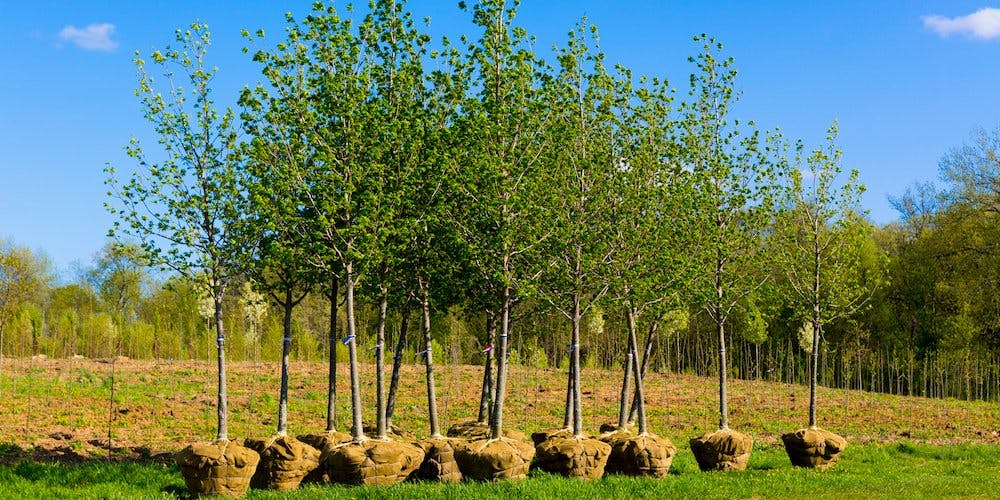 Tree Planting Goals