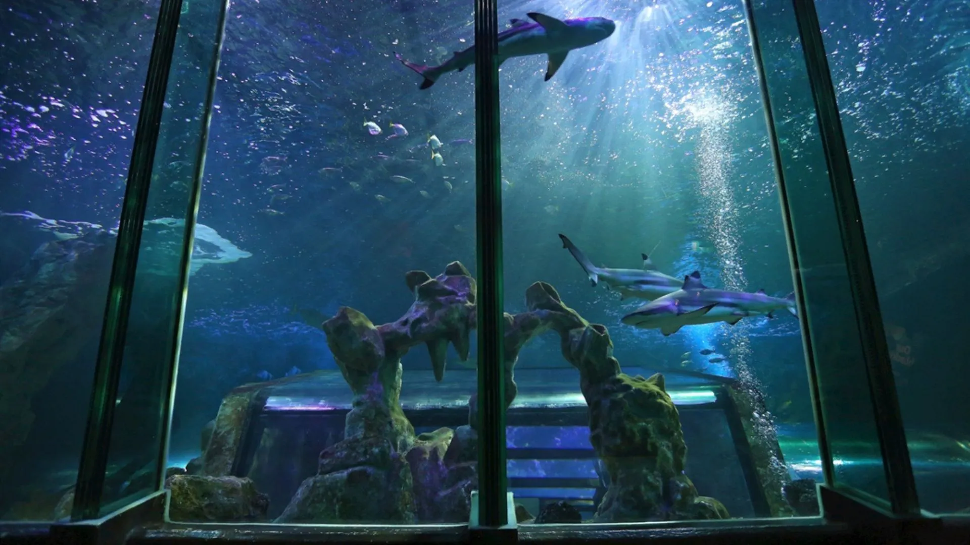 SEA LIFE Blackpool